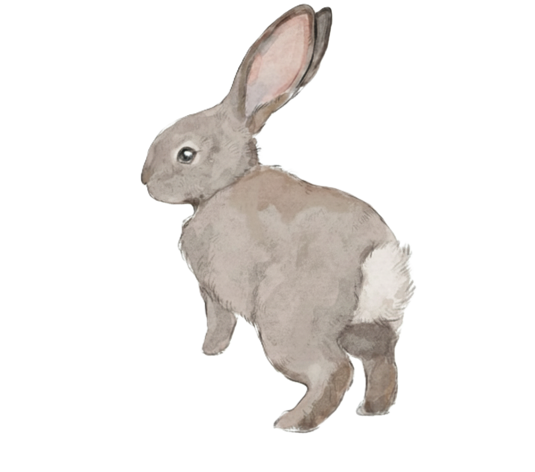 Rabbit